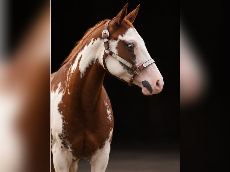 American Paint Horse Jument 2 Ans 150 cm Overo-toutes couleurs in Pfaffing