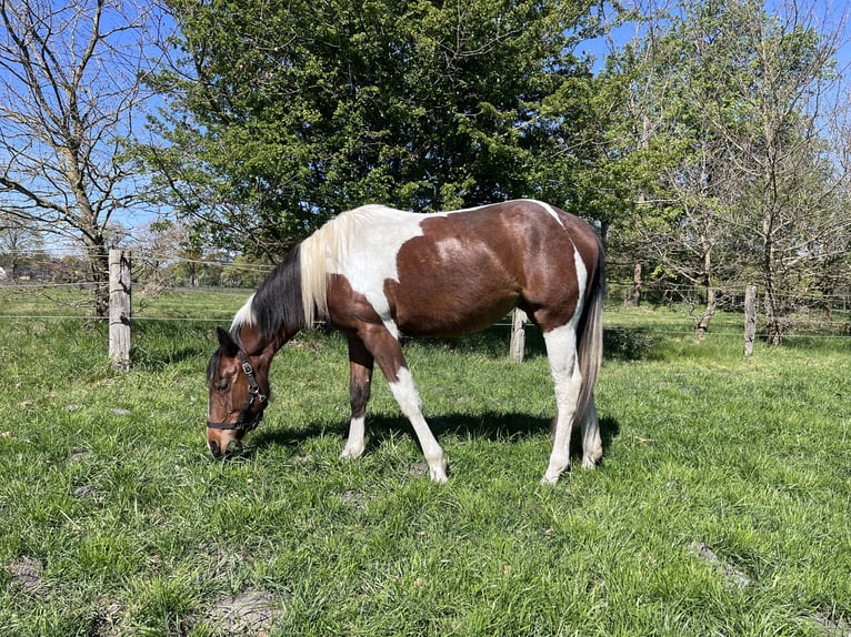 American Paint Horse Jument 2 Ans 150 cm Tobiano-toutes couleurs in Osterholz-Scharmbeck