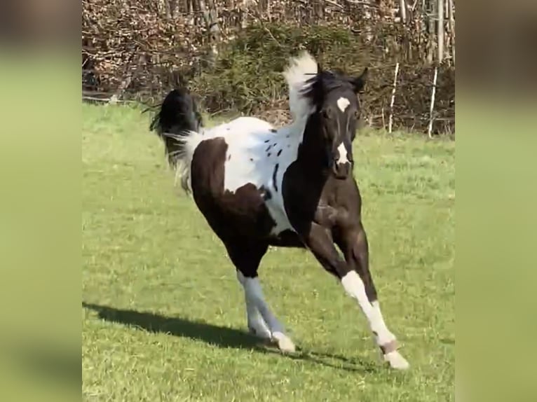 American Paint Horse Jument 2 Ans 152 cm Tobiano-toutes couleurs in DuisburgDuisburg