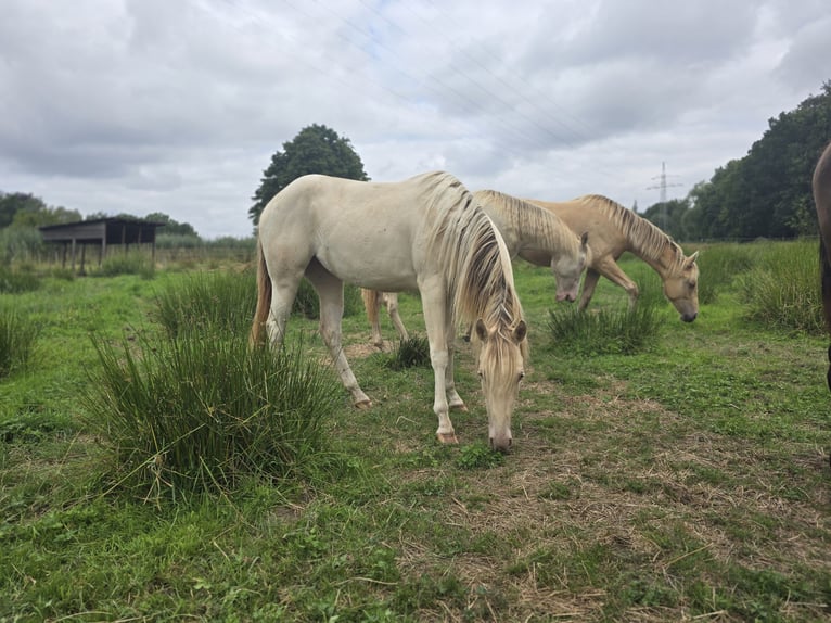 American Paint Horse Jument 2 Ans 153 cm Champagne in Rödinghausen
