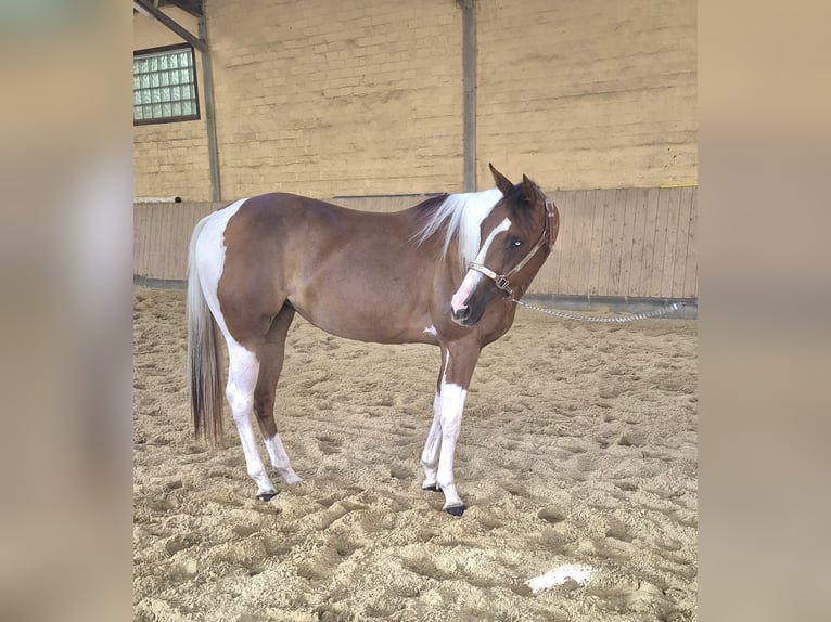 American Paint Horse Jument 2 Ans 154 cm Pinto in Kierspe