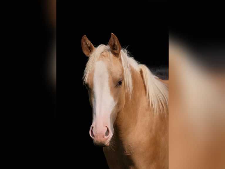 American Paint Horse Jument 2 Ans 155 cm Palomino in Landkreis Aschaffenburg