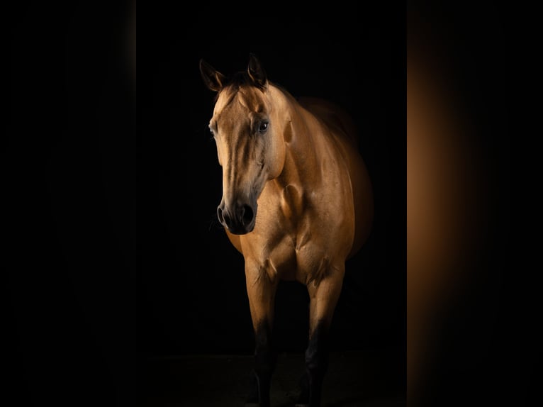 American Paint Horse Jument 2 Ans 155 cm Tobiano-toutes couleurs in Allerheiligen im M&#xFC;hlkreis