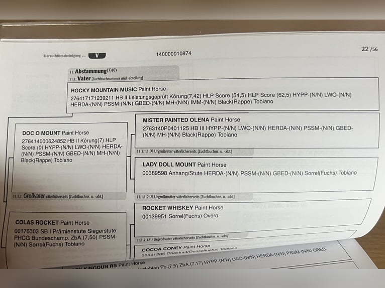 American Paint Horse Jument 2 Ans 155 cm Tobiano-toutes couleurs in Bad Wünnenberg