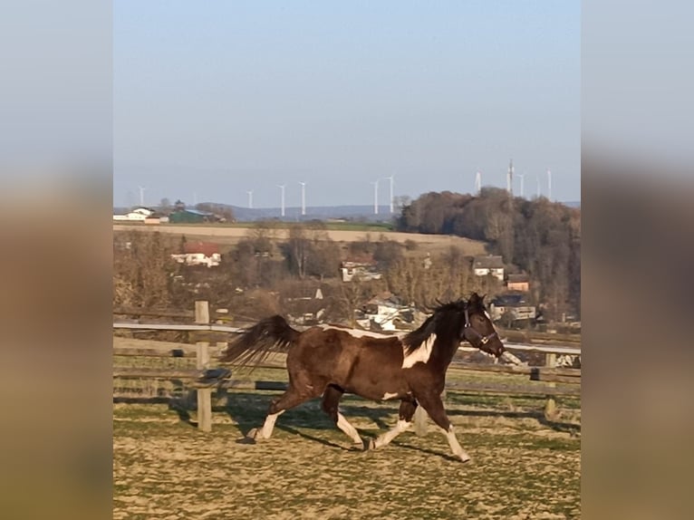 American Paint Horse Jument 2 Ans 155 cm Tobiano-toutes couleurs in Bad Wünnenberg