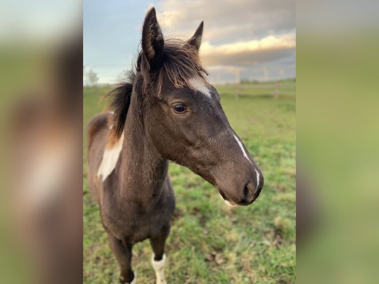 American Paint Horse Jument 2 Ans 155 cm Tobiano-toutes couleurs in Bad Wünnenberg