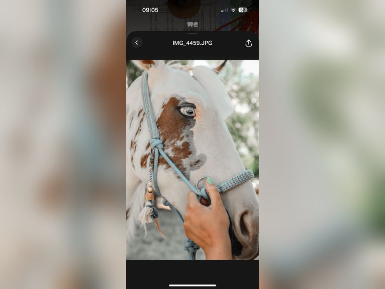 American Paint Horse Jument 2 Ans 155 cm Tovero-toutes couleurs in Ridderkerk