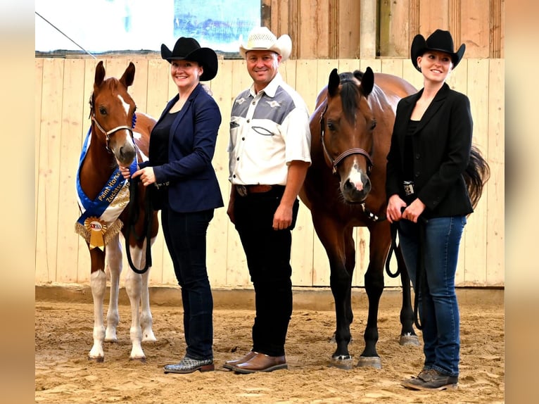 American Paint Horse Jument 2 Ans 160 cm Tobiano-toutes couleurs in Aurach Am Hangar