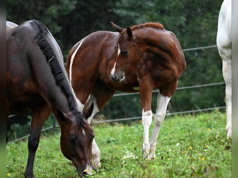 American Paint Horse Jument 2 Ans 160 cm Tobiano-toutes couleurs in Aurach