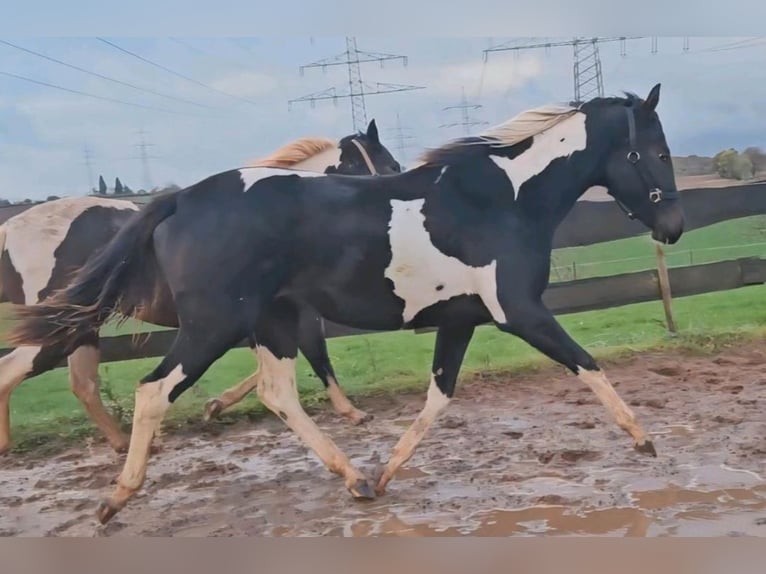 American Paint Horse Jument 2 Ans Tobiano-toutes couleurs in Eppelborn