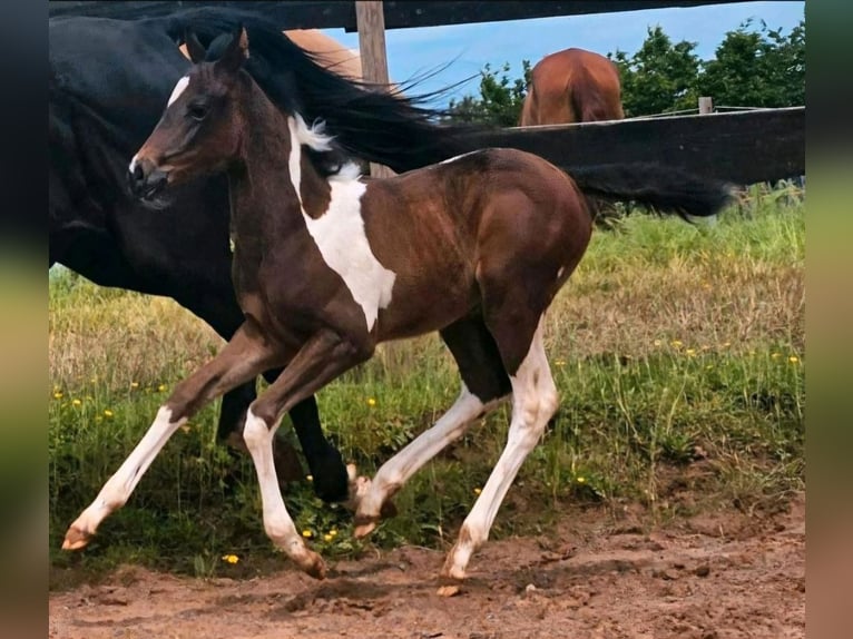 American Paint Horse Jument 2 Ans Tobiano-toutes couleurs in Eppelborn