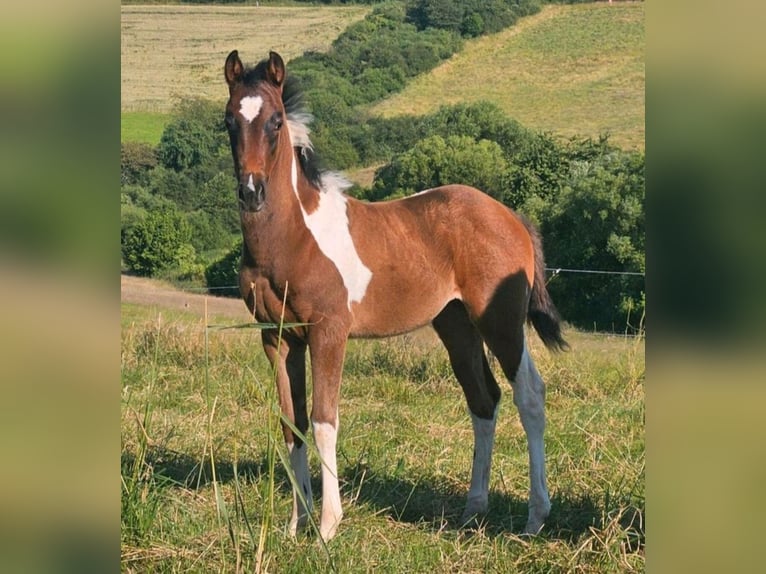 American Paint Horse Jument 2 Ans Tobiano-toutes couleurs in Eppelborn