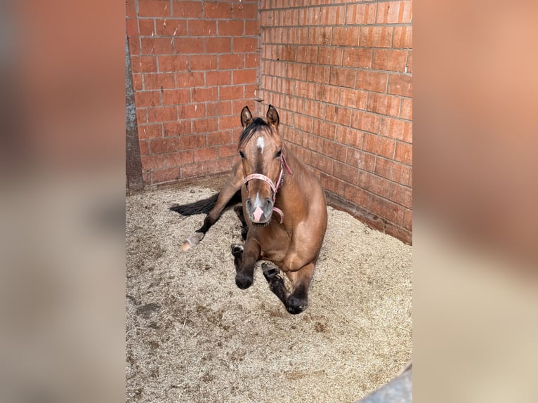 American Paint Horse Jument 3 Ans 145 cm Buckskin in Tongerlo
