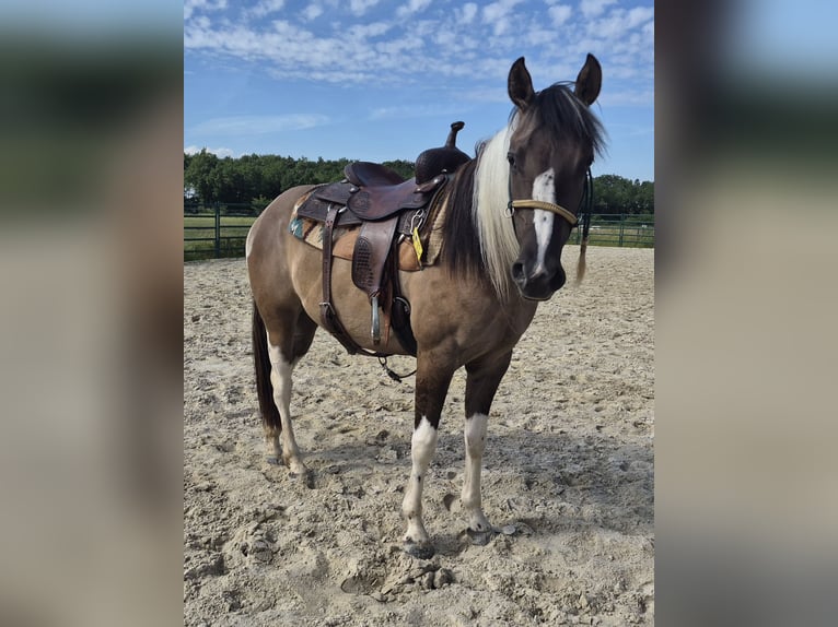 American Paint Horse Jument 3 Ans 150 cm Grullo in Gangelt