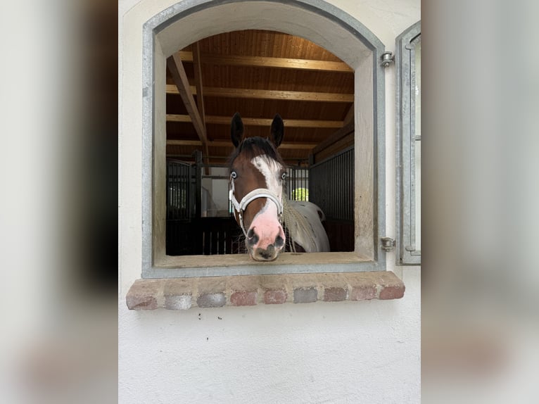 American Paint Horse Jument 3 Ans 150 cm Tobiano-toutes couleurs in Wemding
