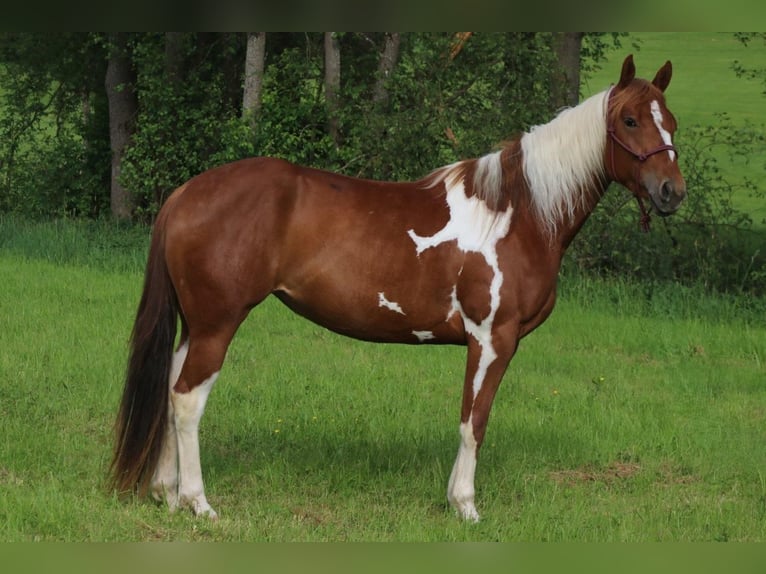 American Paint Horse Jument 3 Ans 150 cm Tobiano-toutes couleurs in Burgwindheim
