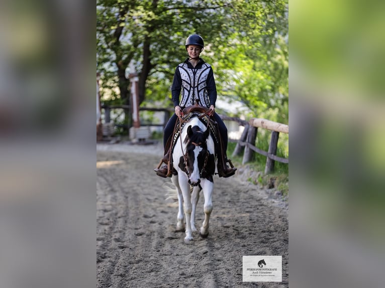 American Paint Horse Jument 3 Ans 150 cm Tobiano-toutes couleurs in Volders
