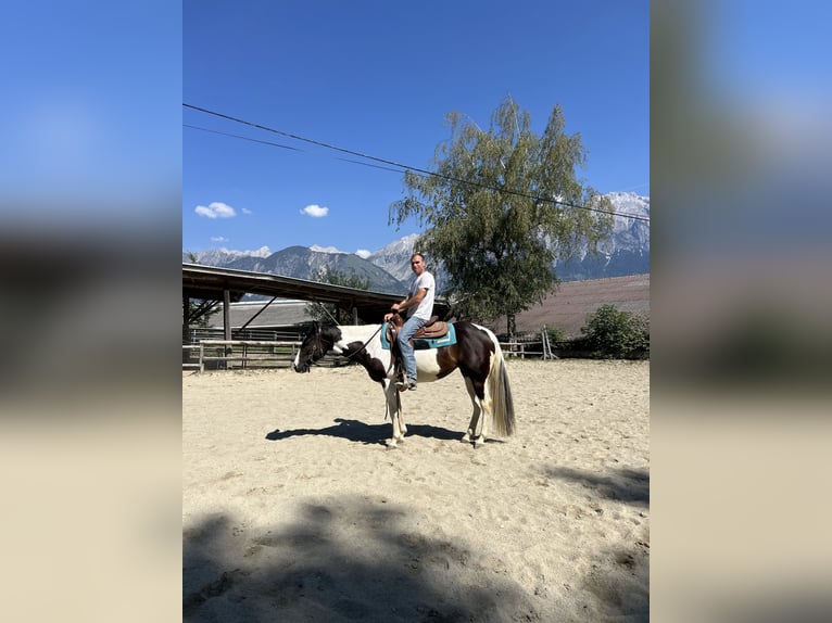 American Paint Horse Jument 3 Ans 150 cm Tobiano-toutes couleurs in Volders