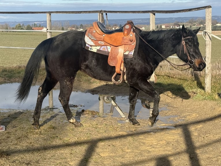 American Paint Horse Jument 3 Ans 153 cm Bai brun foncé in Thodure