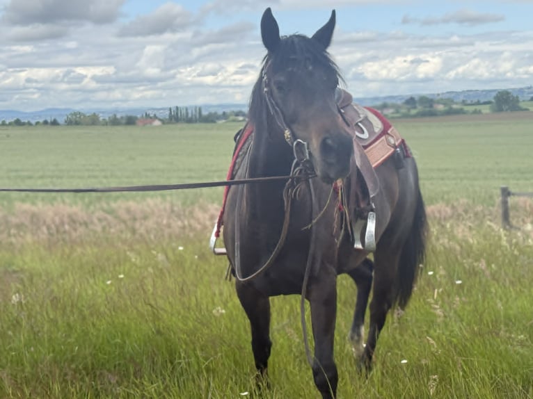 American Paint Horse Jument 3 Ans 153 cm Bai brun in Thodure