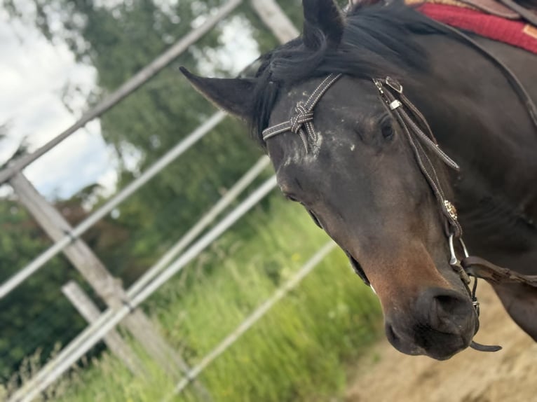 American Paint Horse Jument 3 Ans 153 cm Bai brun in Thodure
