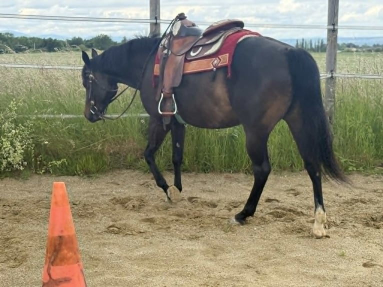 American Paint Horse Jument 3 Ans 153 cm Bai brun in Thodure