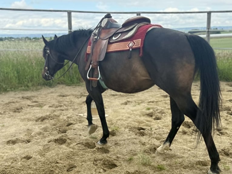 American Paint Horse Jument 3 Ans 153 cm Bai brun in Thodure