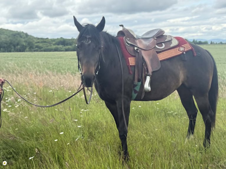 American Paint Horse Jument 3 Ans 153 cm Bai brun in Thodure