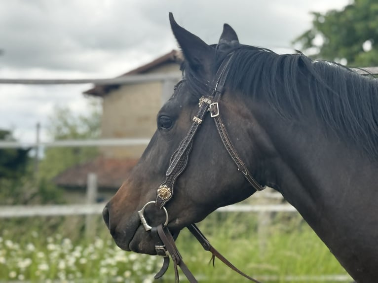 American Paint Horse Jument 3 Ans 153 cm Bai brun in Thodure