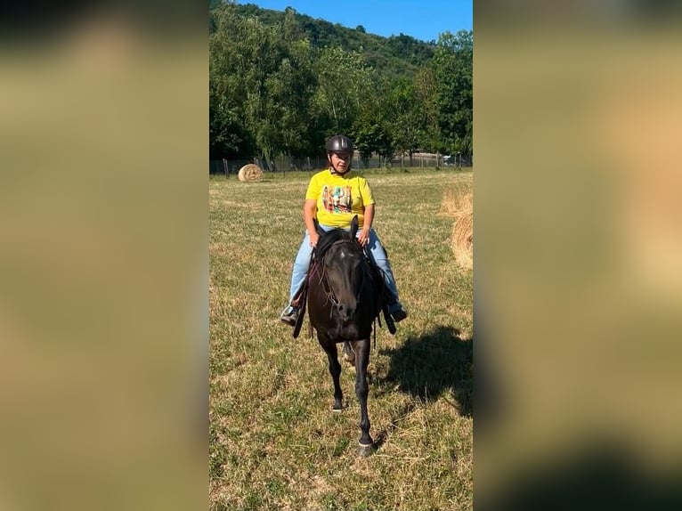 American Paint Horse Jument 3 Ans 153 cm Bai brun in Thodure