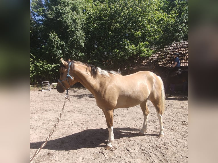 American Paint Horse Croisé Jument 3 Ans 153 cm Buckskin in Münchberg