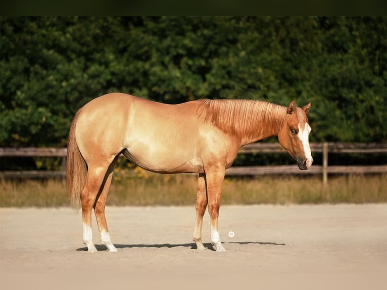 American Paint Horse Jument 3 Ans 153 cm Isabelle in Bünde
