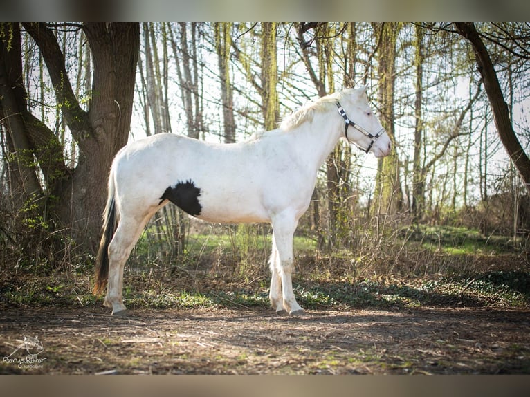 American Paint Horse Jument 3 Ans 153 cm Pinto in Danstedt