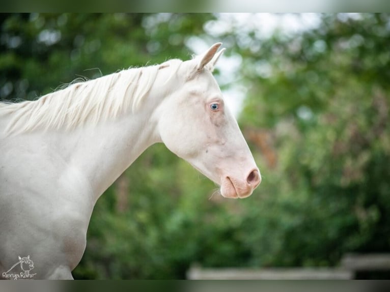 American Paint Horse Jument 3 Ans 153 cm Pinto in Danstedt