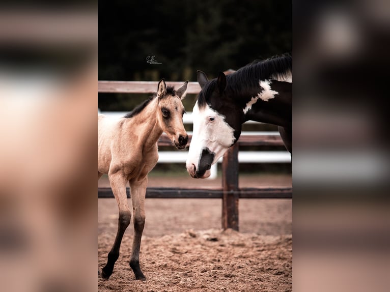 American Paint Horse Croisé Jument 3 Ans 155 cm Buckskin in Oberhausen