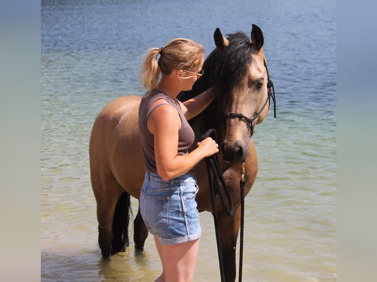 American Paint Horse Croisé Jument 3 Ans 155 cm Buckskin in Oberhausen