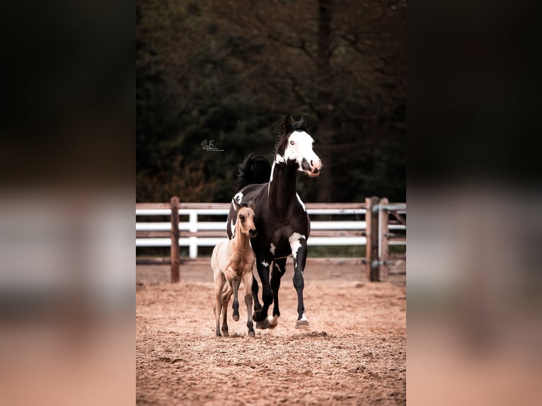 American Paint Horse Croisé Jument 3 Ans 155 cm Buckskin in Oberhausen