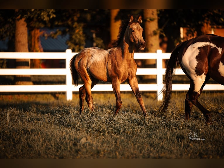 American Paint Horse Croisé Jument 3 Ans 155 cm Buckskin in Oberhausen