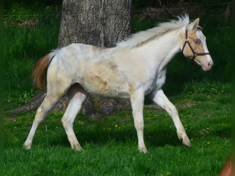 American Paint Horse Jument 3 Ans 155 cm Champagne in Buchbach