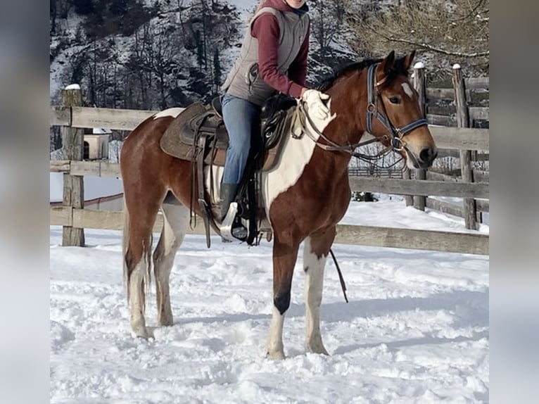 American Paint Horse Croisé Jument 3 Ans 155 cm Tobiano-toutes couleurs in Walte