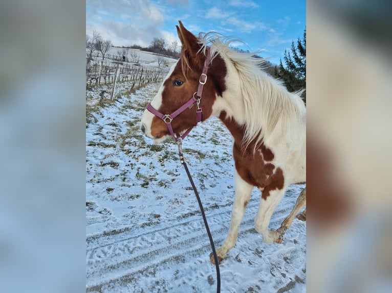 American Paint Horse Croisé Jument 3 Ans 164 cm Pinto in Schattendorf