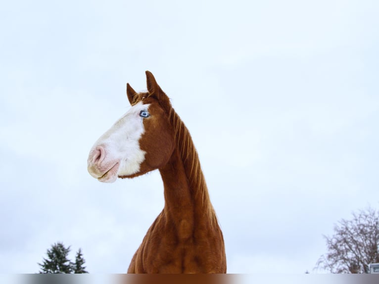 American Paint Horse Jument 3 Ans Alezan brûlé in Elterlein