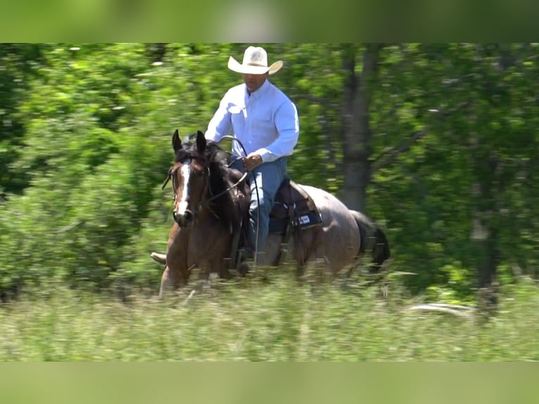 American Paint Horse Jument 3 Ans Roan-Bay in La Porte