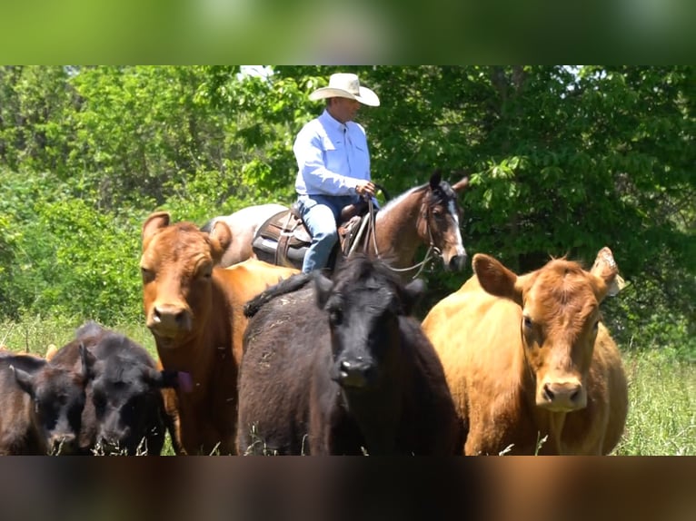 American Paint Horse Jument 3 Ans Roan-Bay in La Porte