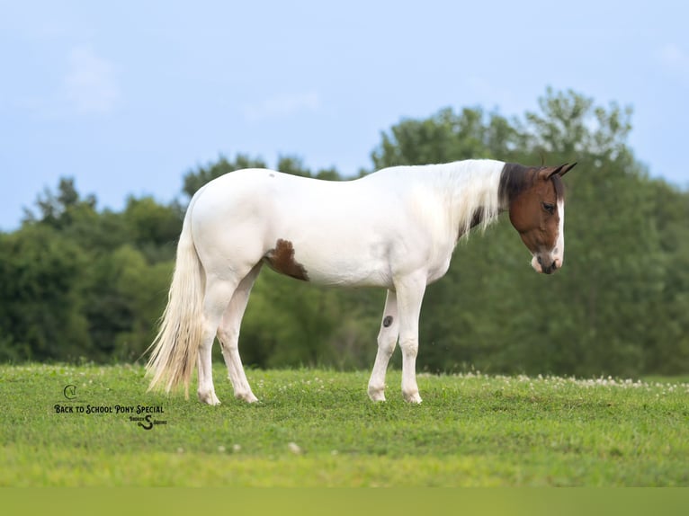American Paint Horse Jument 4 Ans 137 cm Pinto in Clover