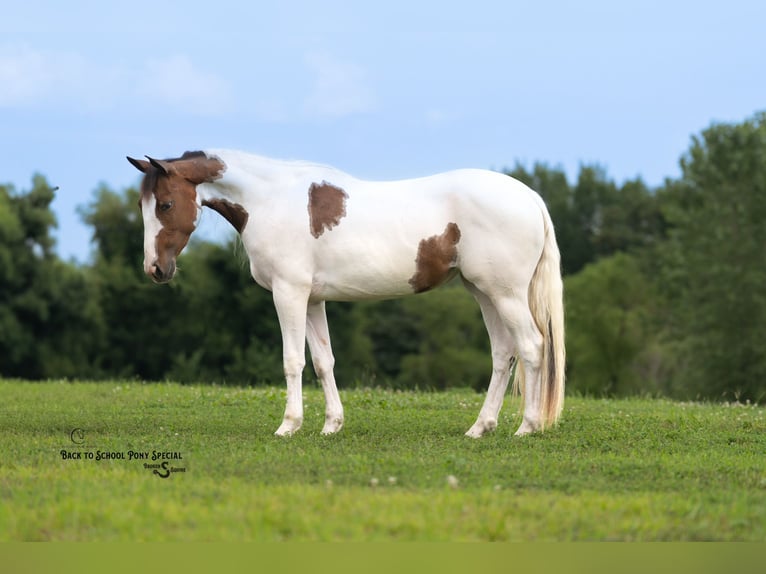American Paint Horse Jument 4 Ans 137 cm Pinto in Clover