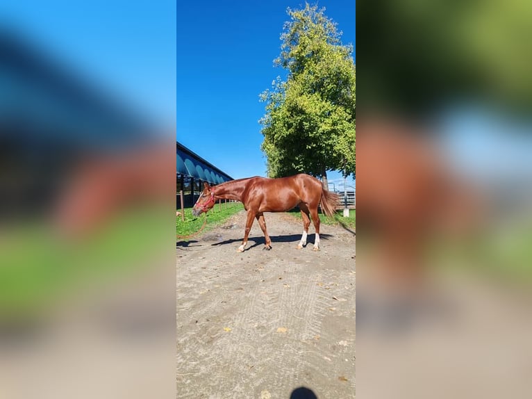 American Paint Horse Jument 4 Ans 145 cm Alezan in Asola