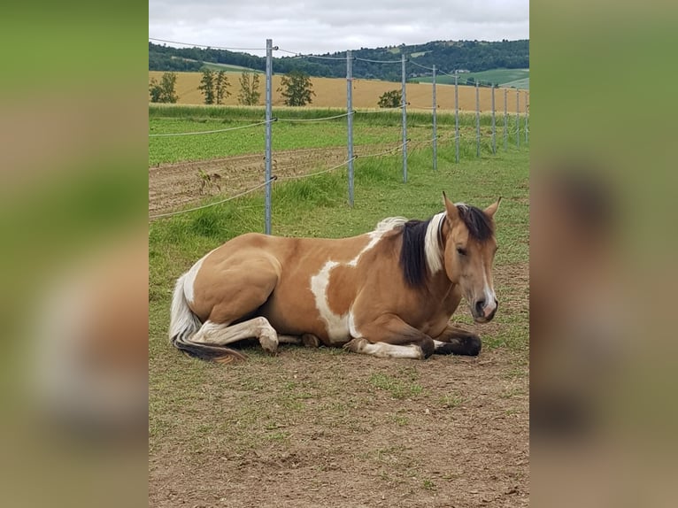 American Paint Horse Jument 4 Ans 145 cm Tobiano-toutes couleurs in Mistelbach