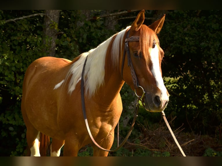 American Paint Horse Jument 4 Ans 145 cm Tobiano-toutes couleurs in Bommert