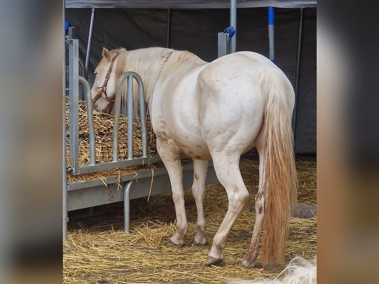 American Paint Horse Jument 4 Ans 146 cm Pinto in Obertaufkirchen